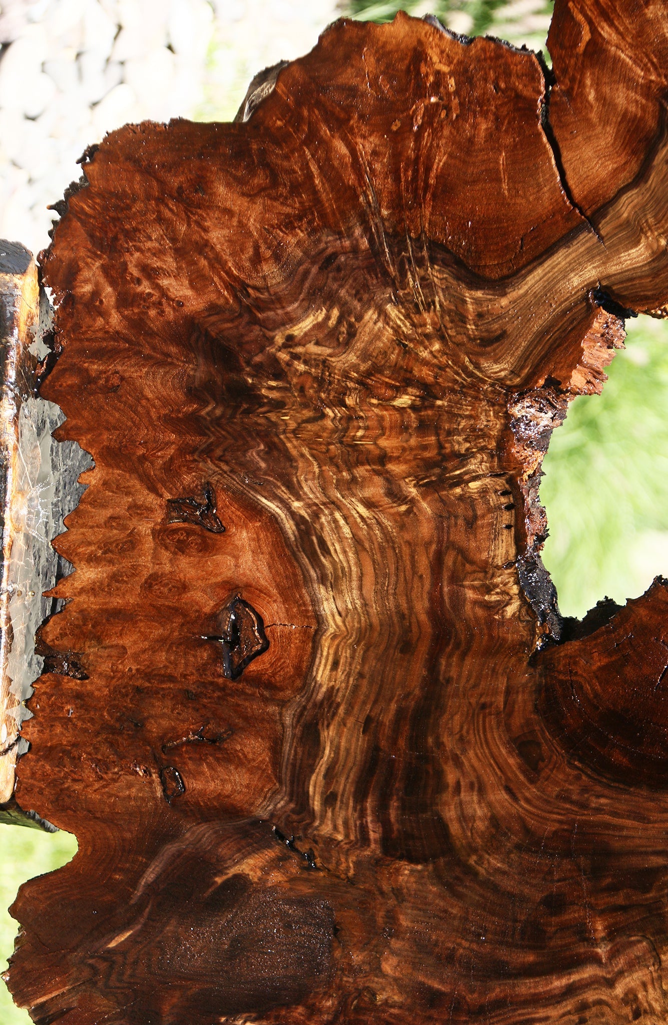 Claro Walnut Burl Cookie