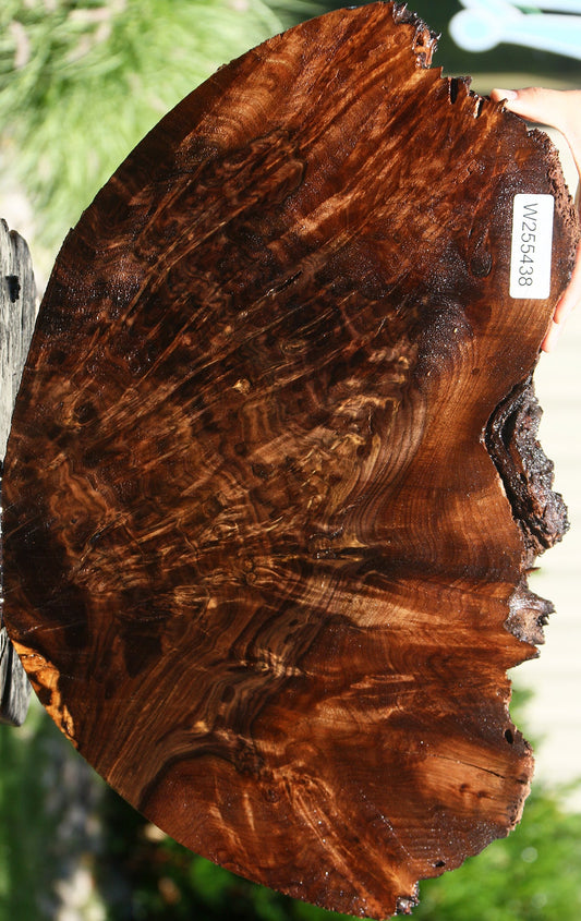 Claro Walnut Burl Cookie