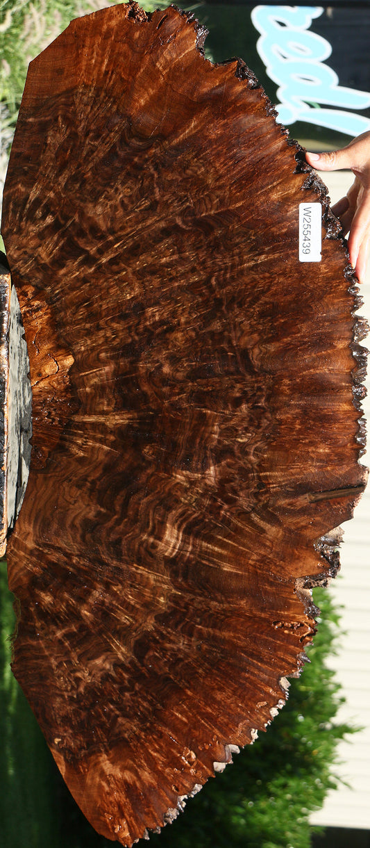 Claro Walnut Burl Cookie