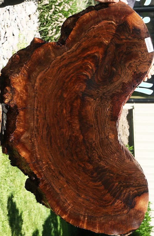 Claro Walnut Cookie