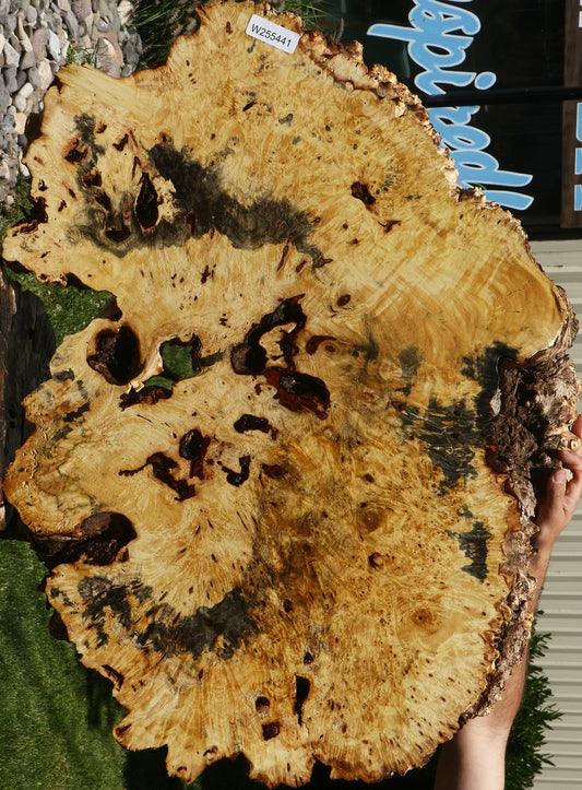 Buckeye Burl Cookie
