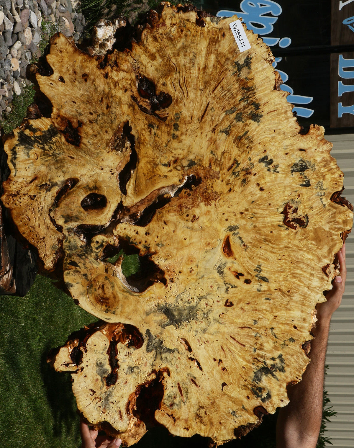 Buckeye Burl Cookie