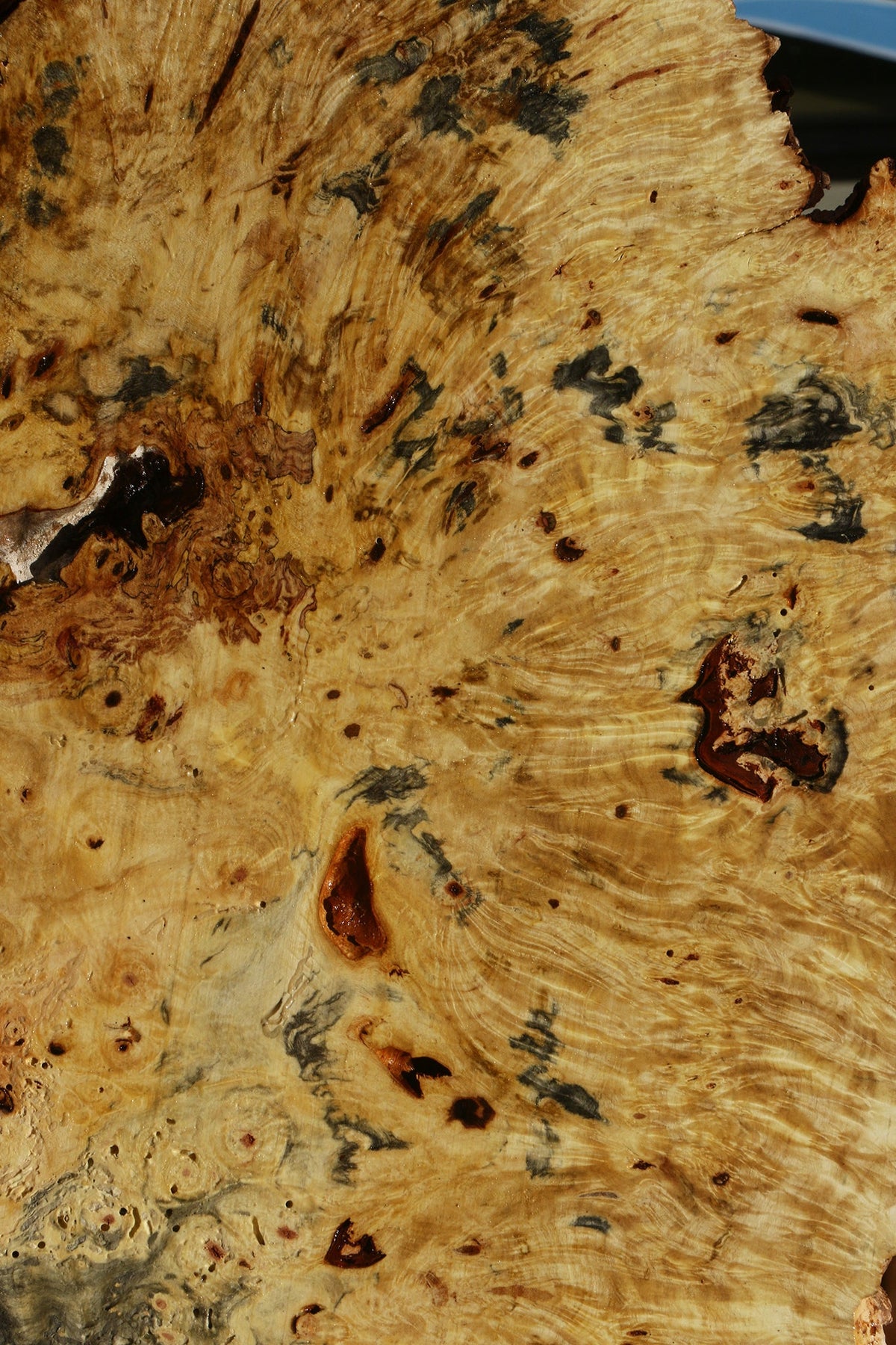 Buckeye Burl Cookie