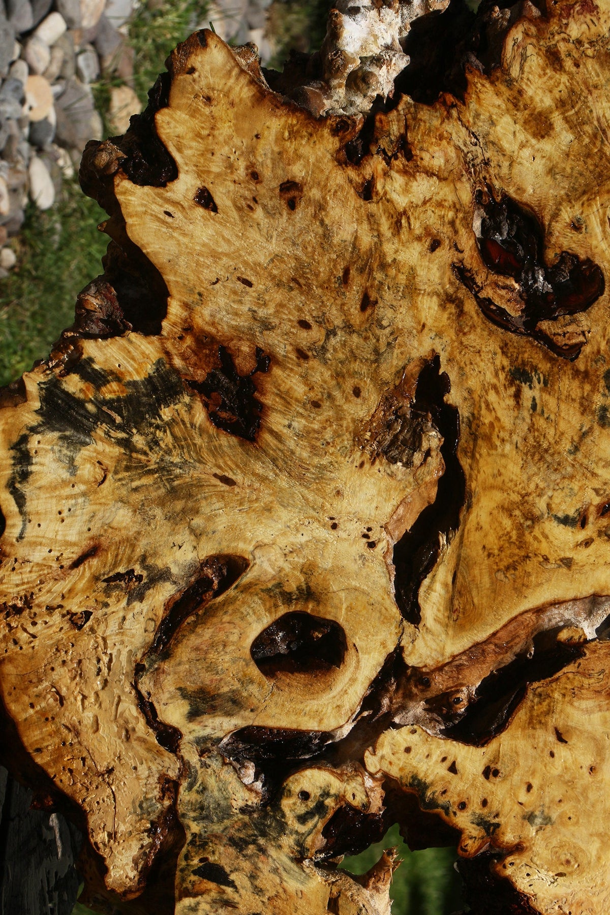 Buckeye Burl Cookie