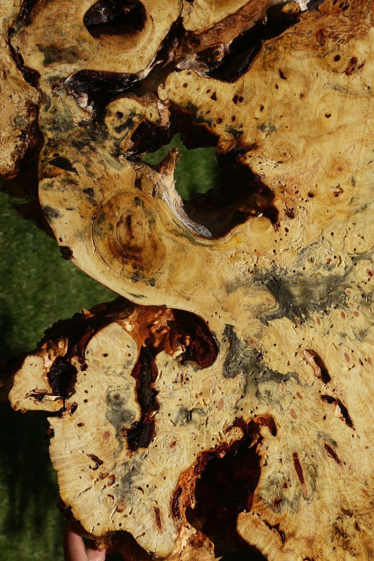 Buckeye Burl Cookie
