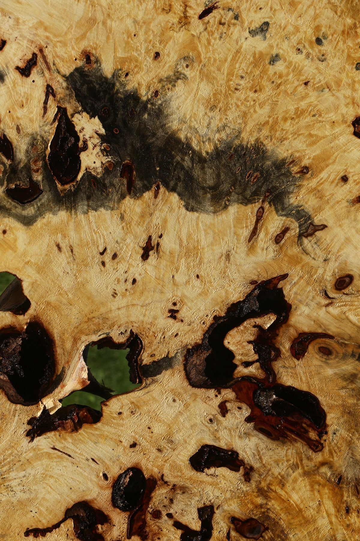 Buckeye Burl Cookie