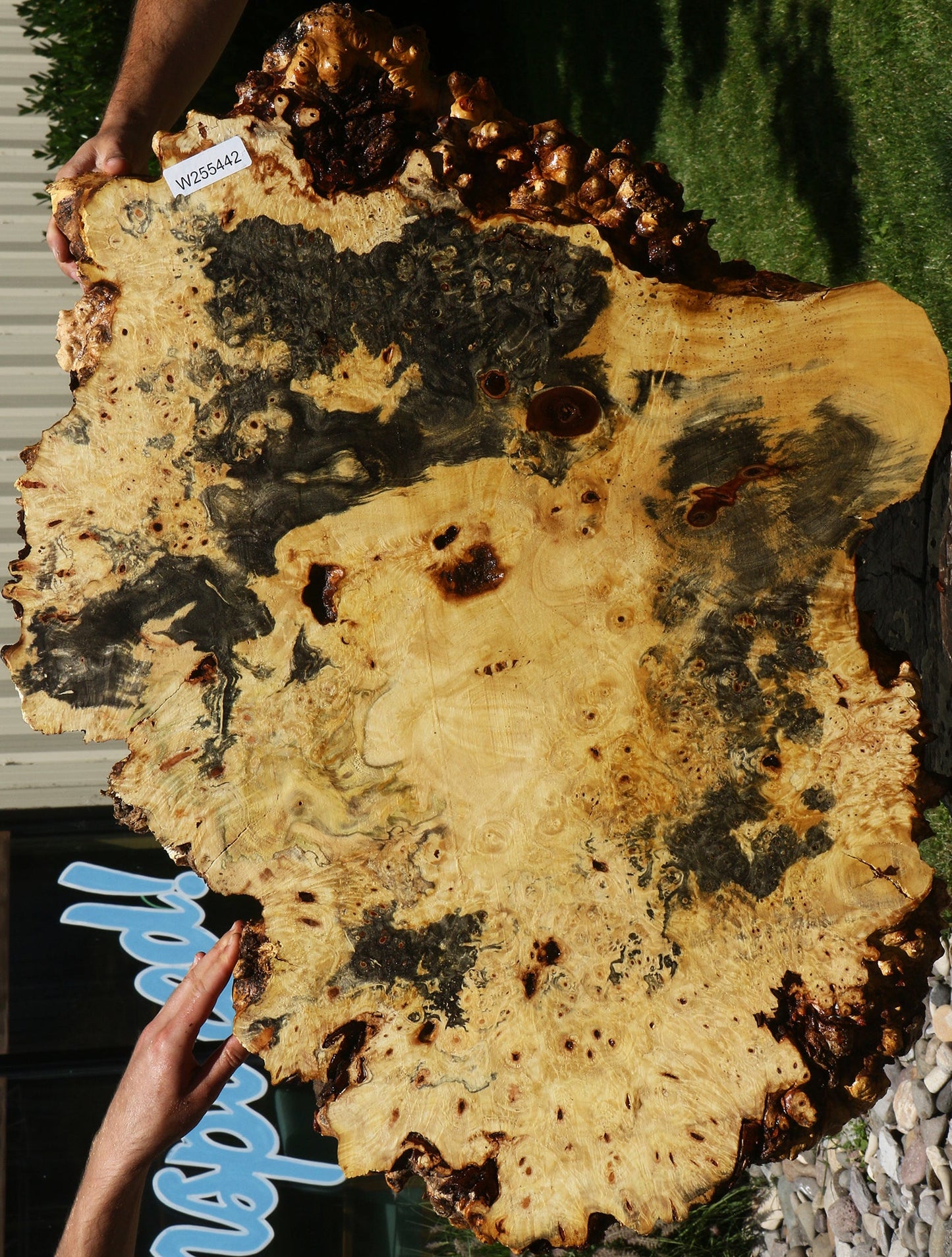 Buckeye Burl Cookie