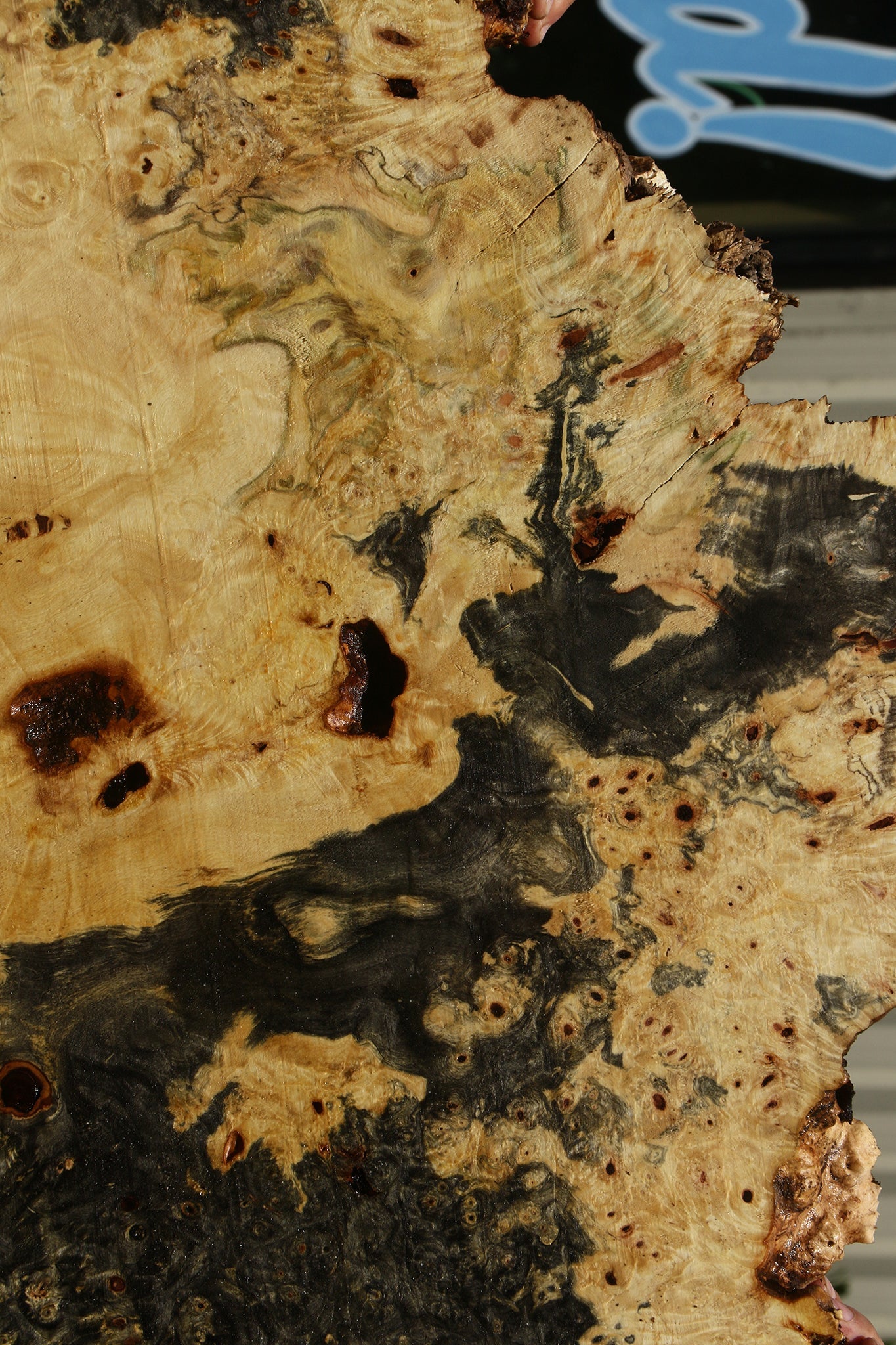 Buckeye Burl Cookie