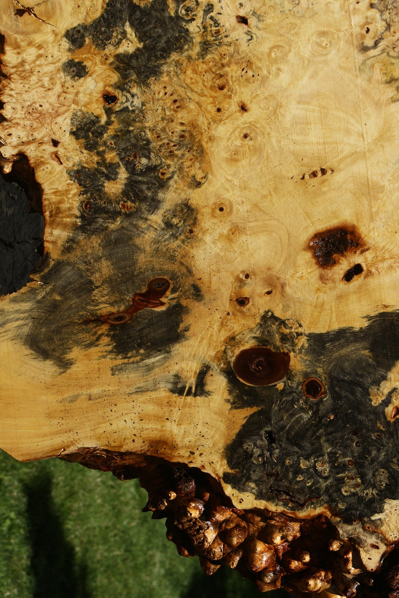 Buckeye Burl Cookie