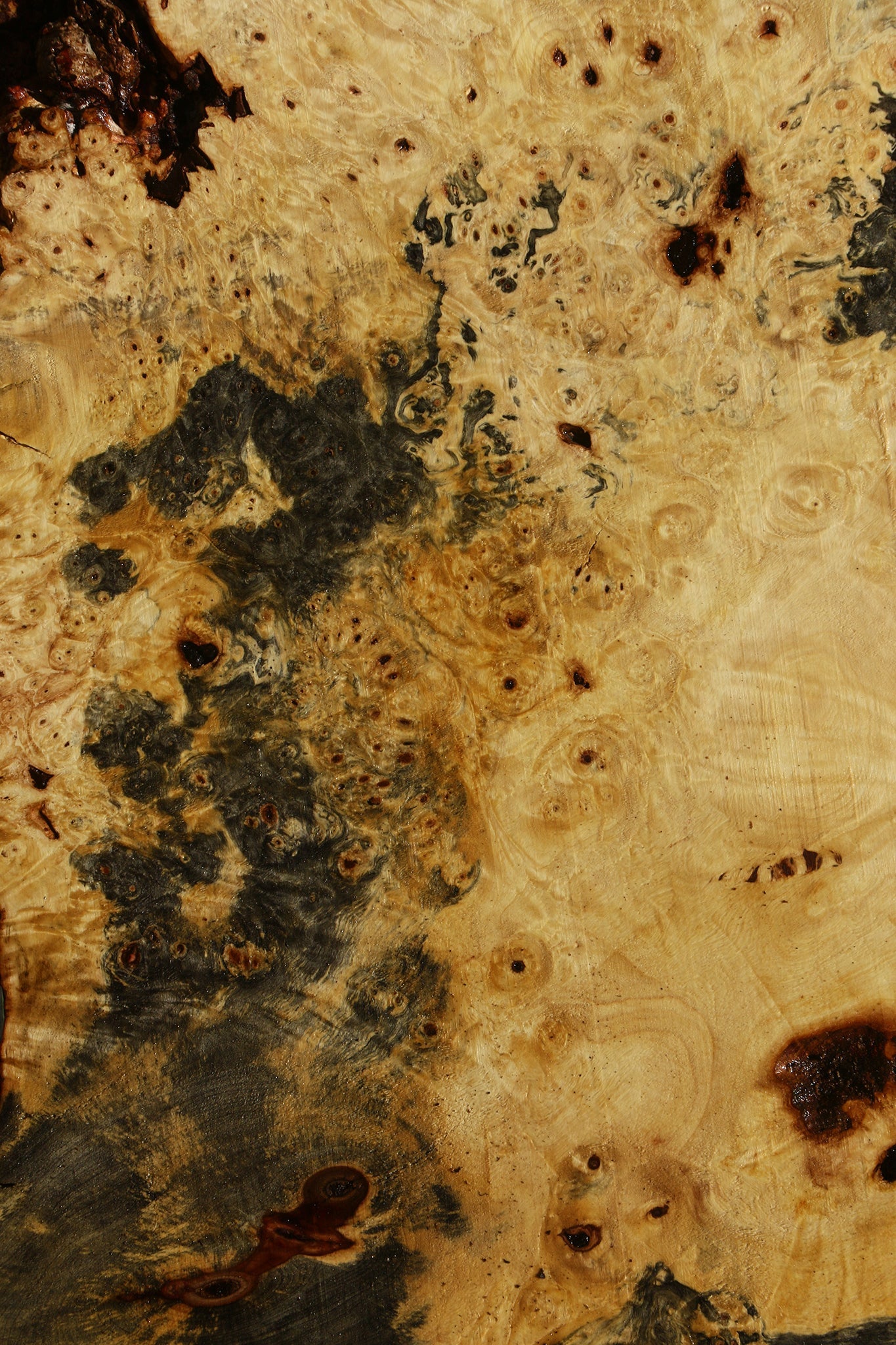 Buckeye Burl Cookie