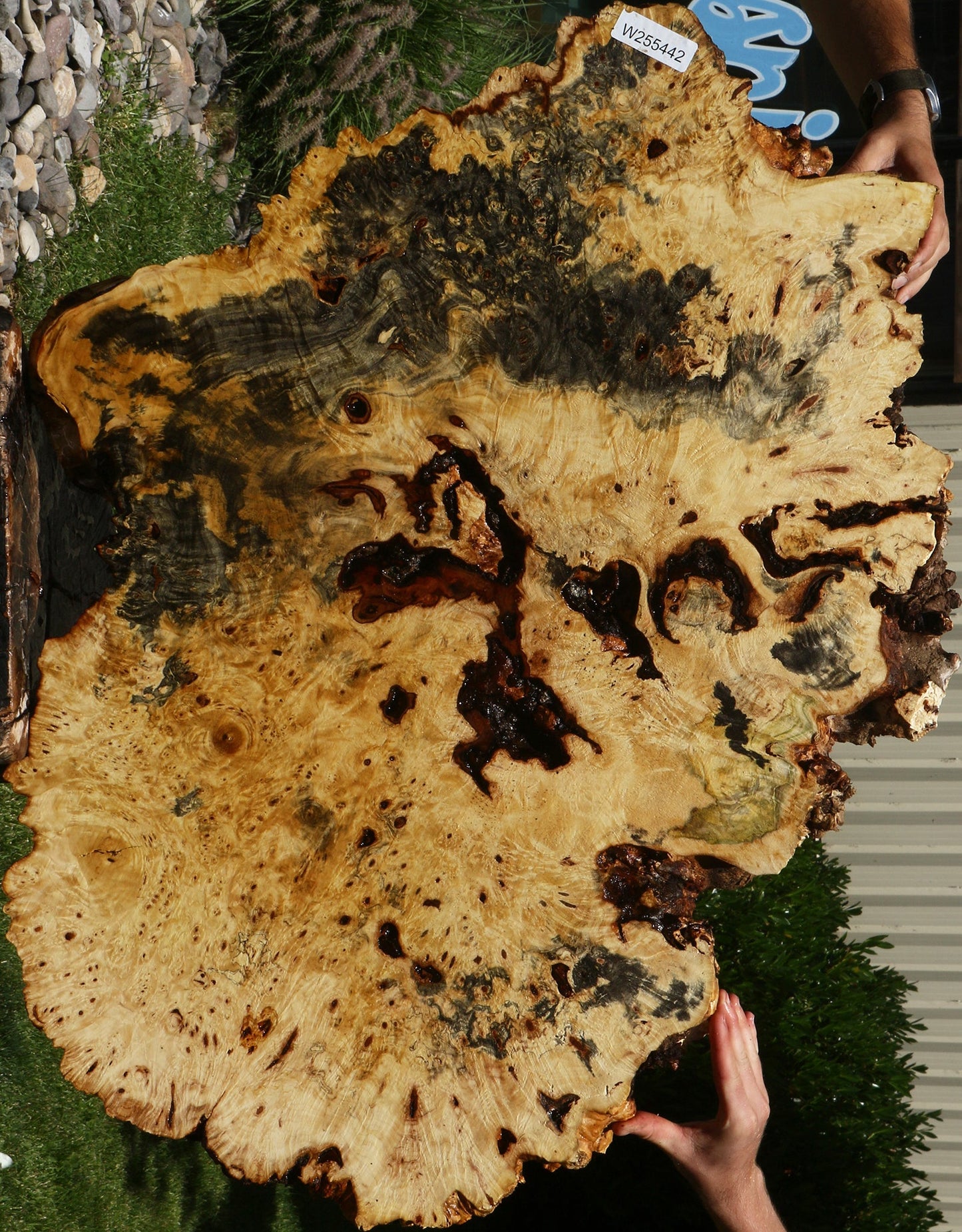 Buckeye Burl Cookie