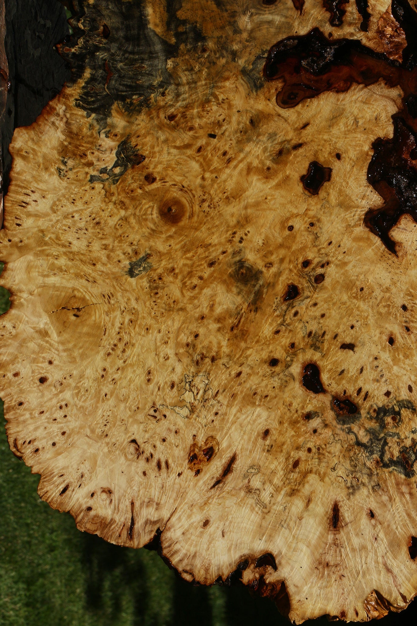 Buckeye Burl Cookie