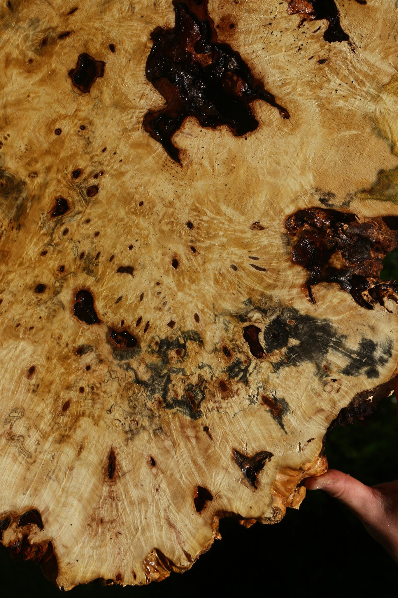 Buckeye Burl Cookie