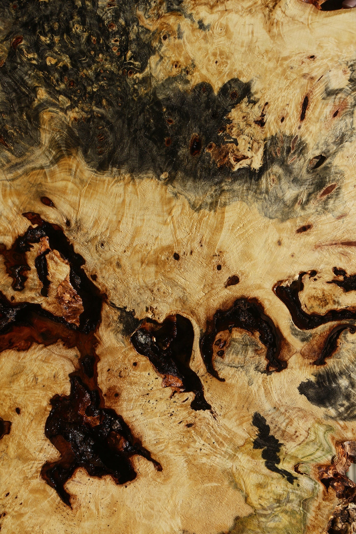 Buckeye Burl Cookie