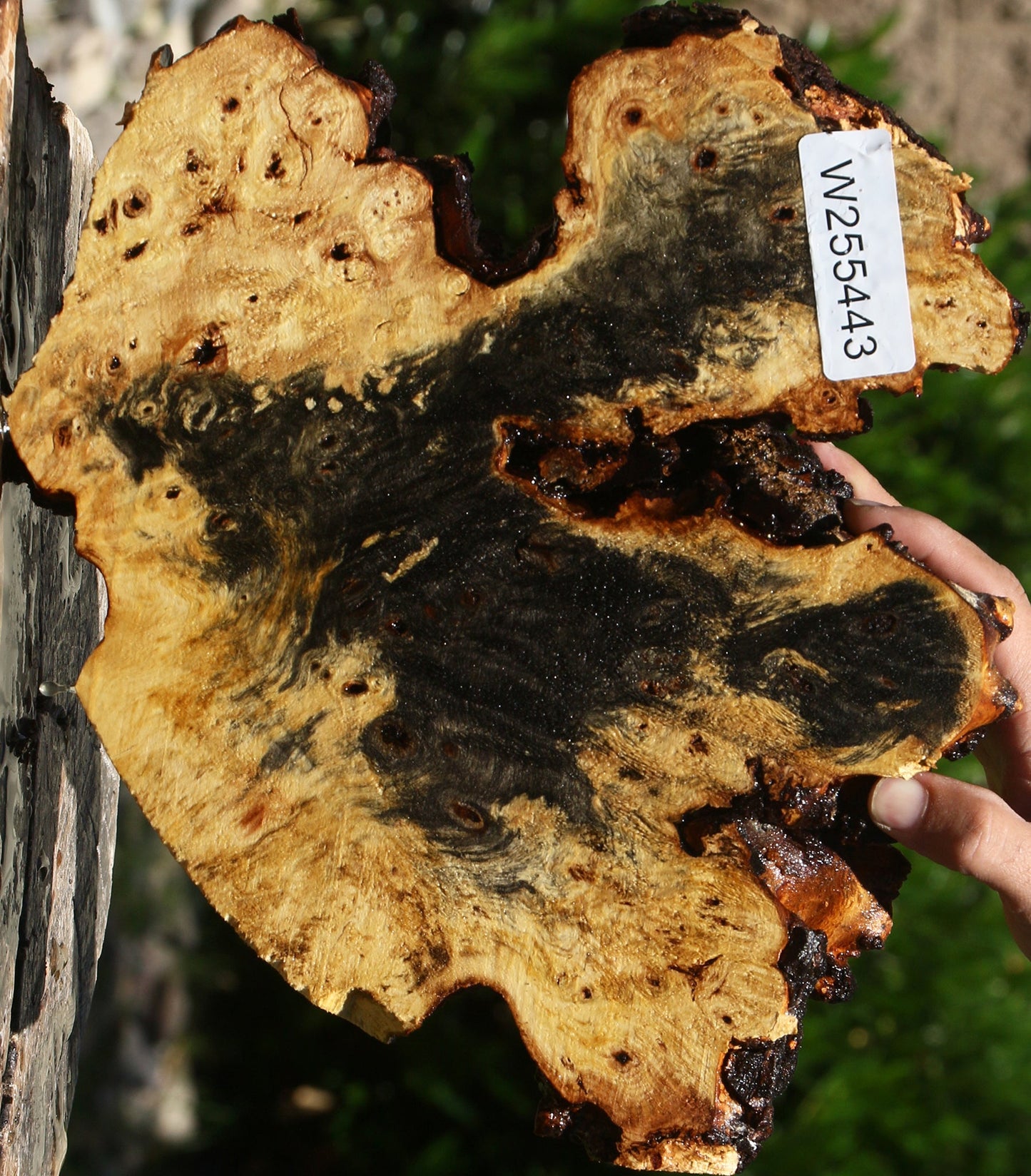 Buckeye Burl Cookie