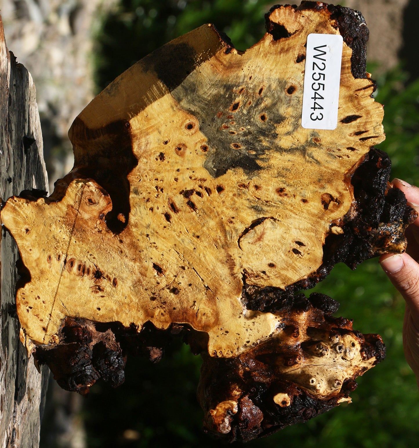 Buckeye Burl Cookie
