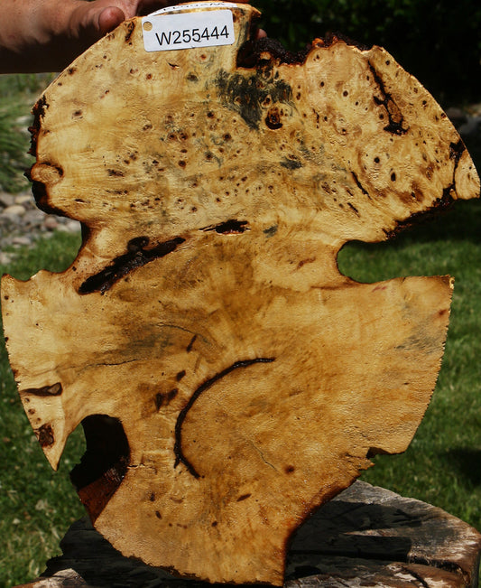 Buckeye Burl Cookie
