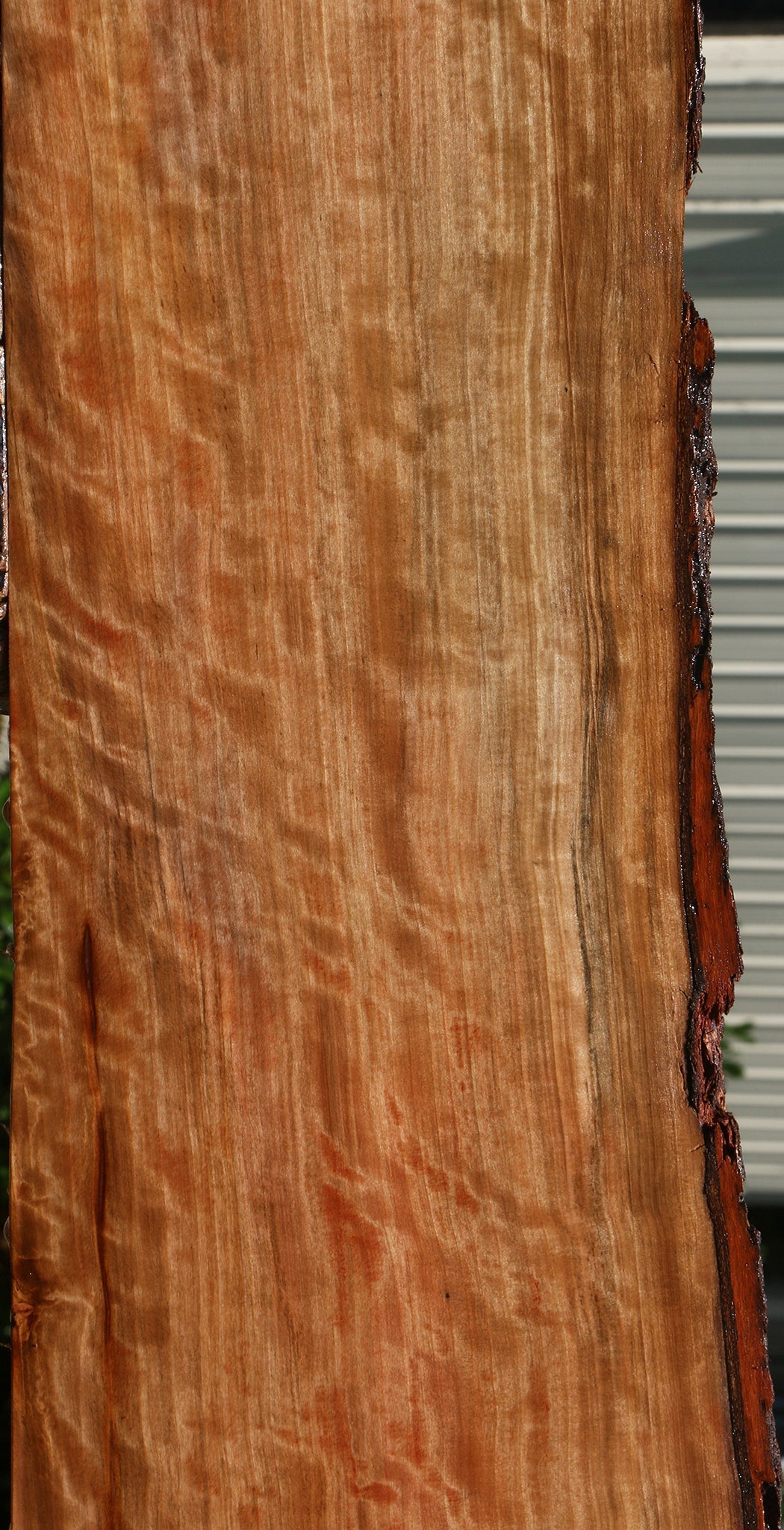 Extra Fancy Liquid Amber Live Edge Lumber