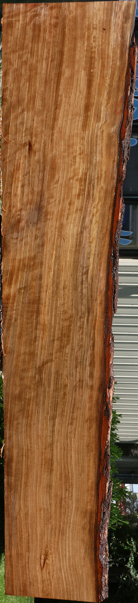 Extra Fancy Liquid Amber Live Edge Lumber