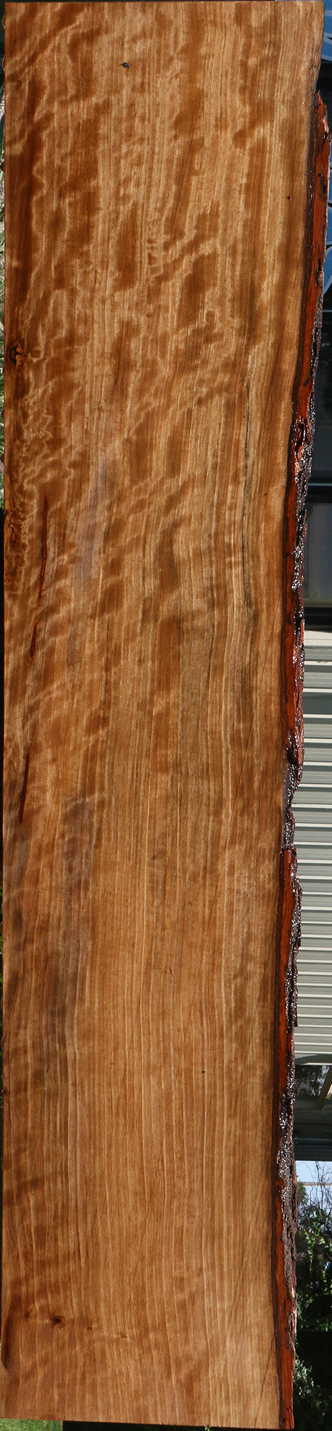 Extra Fancy Liquid Amber Live Edge Lumber