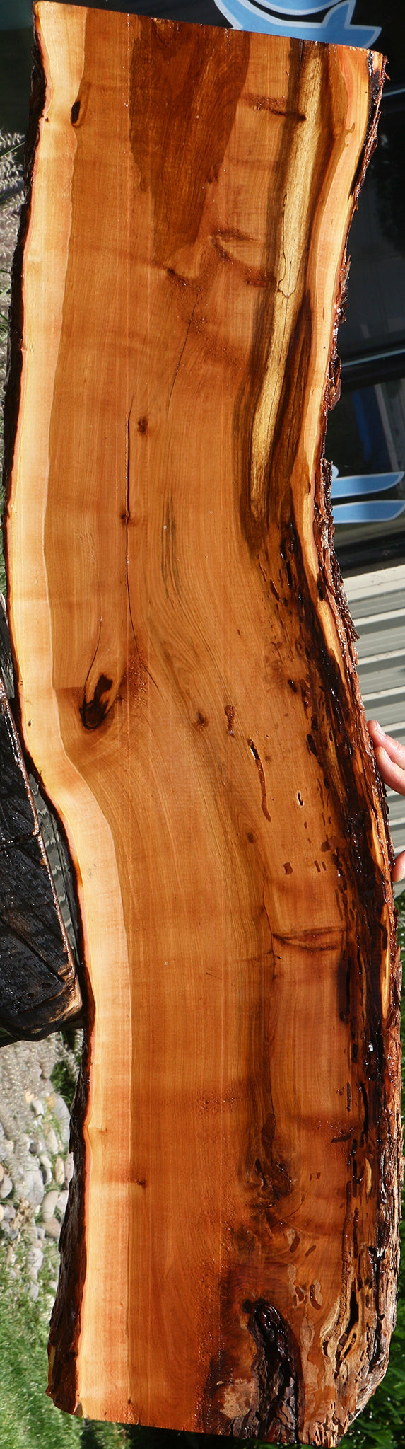 Oregon Ironwood Live Edge Lumber