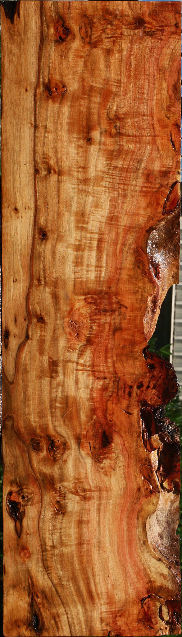 Extra Fancy Carob Live Edge Lumber