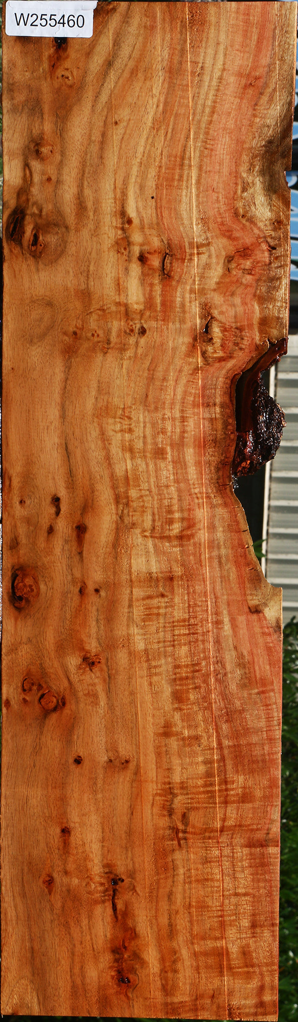 Extra Fancy Carob Live Edge Lumber