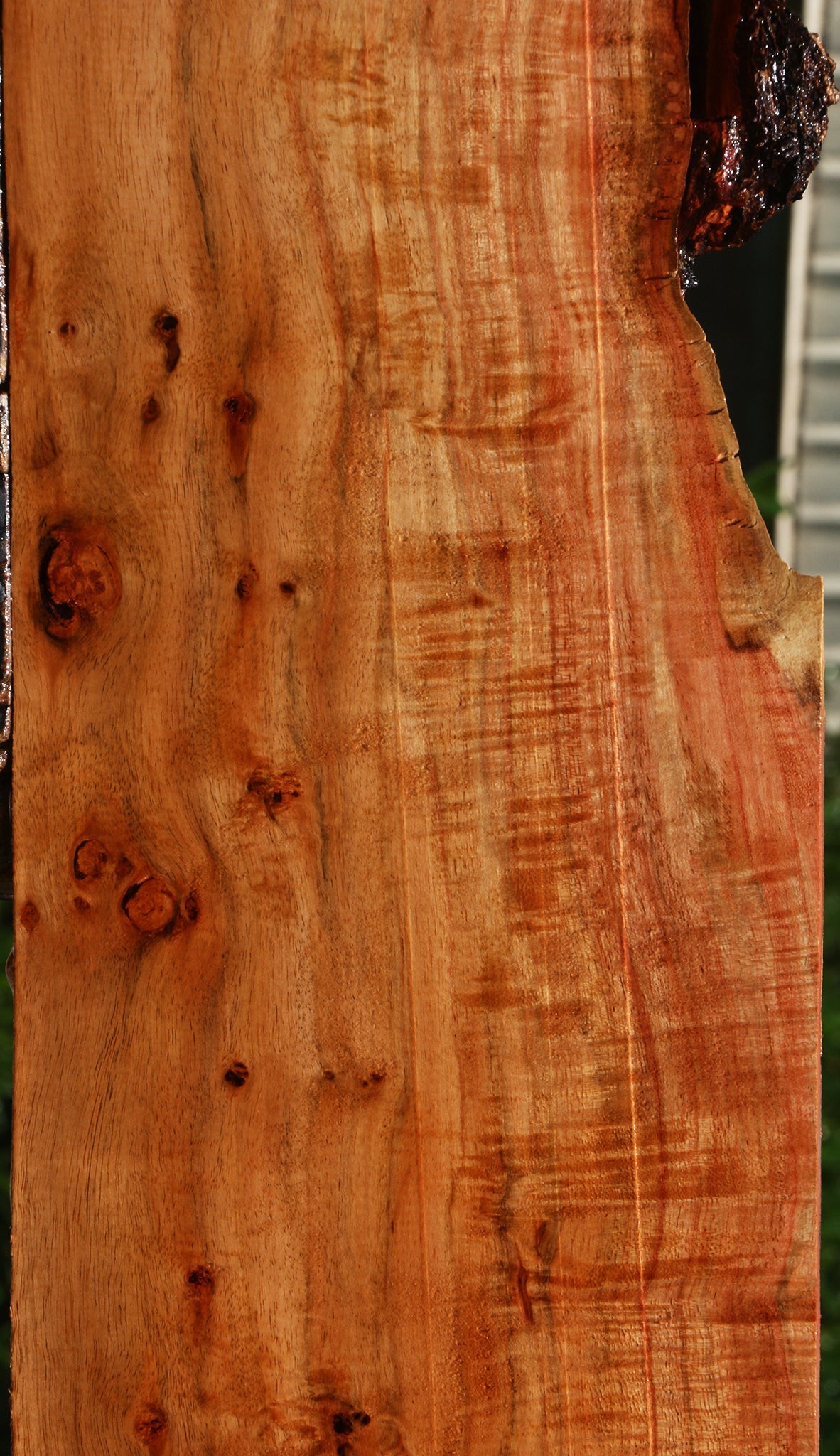 Extra Fancy Carob Live Edge Lumber
