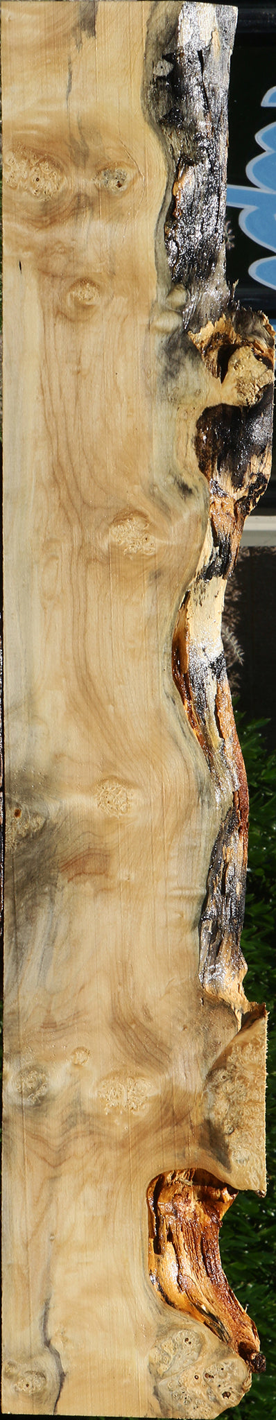 Spalted Box Elder Live Edge Lumber