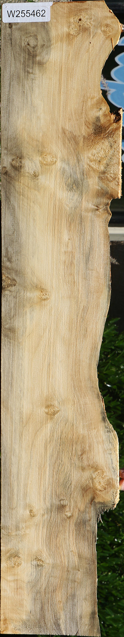 Spalted Box Elder Live Edge Lumber