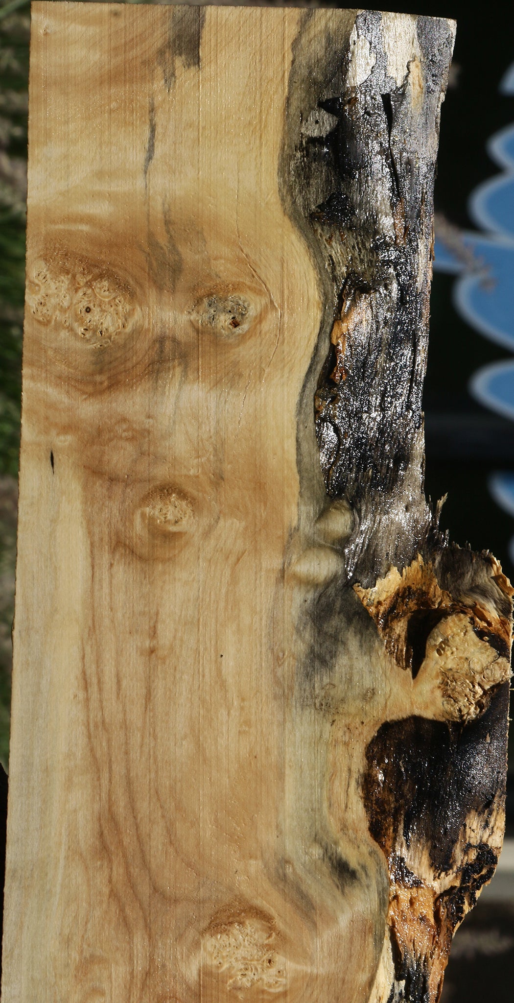 Spalted Box Elder Live Edge Lumber