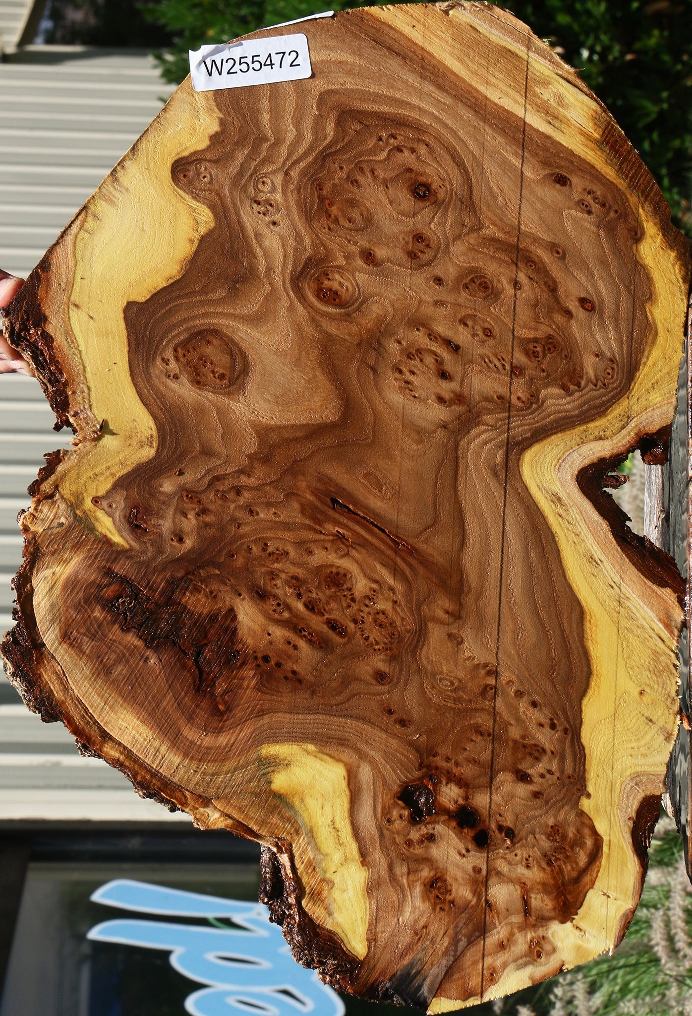 Elm Burl Cookie