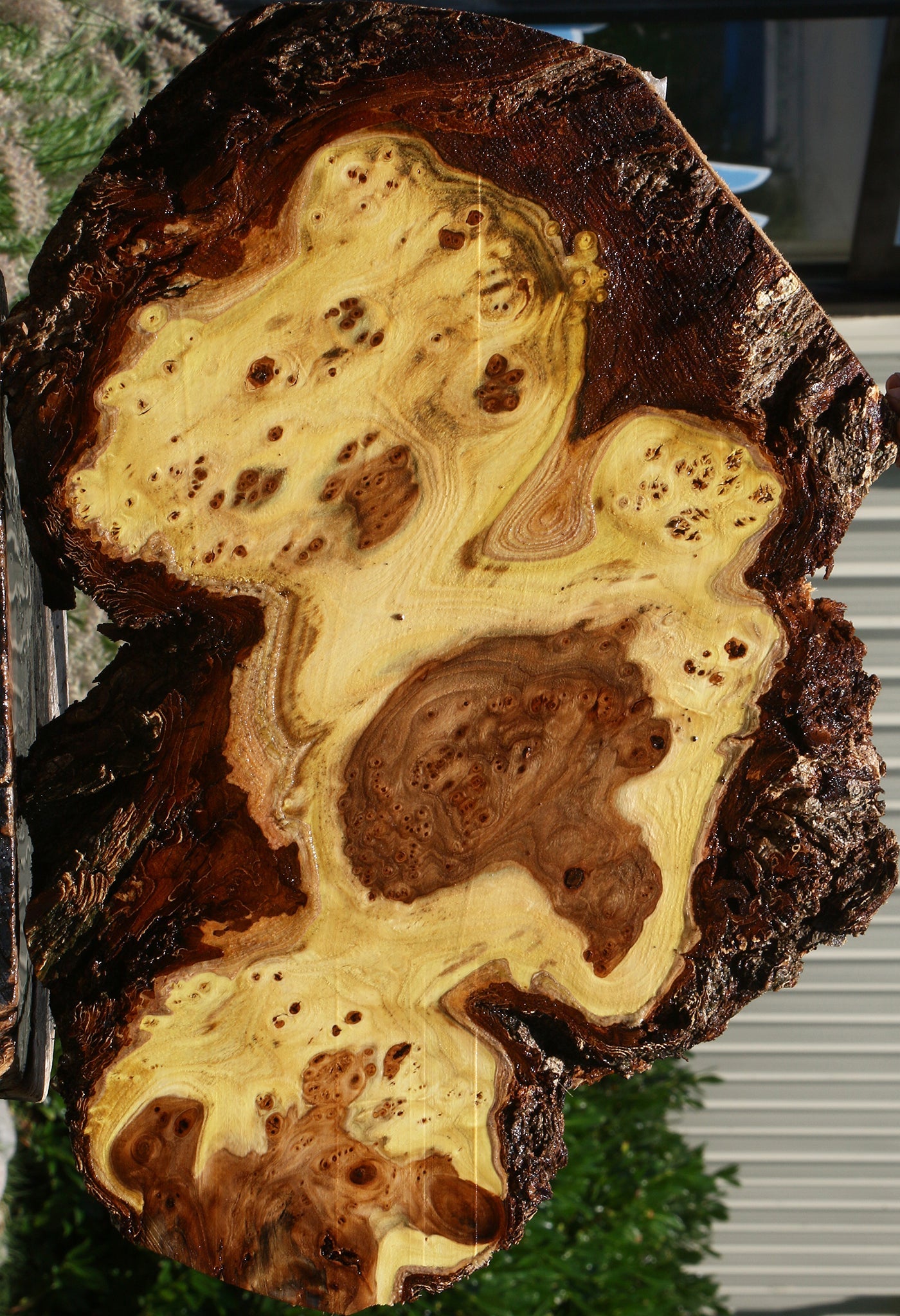 Elm Burl Cookie