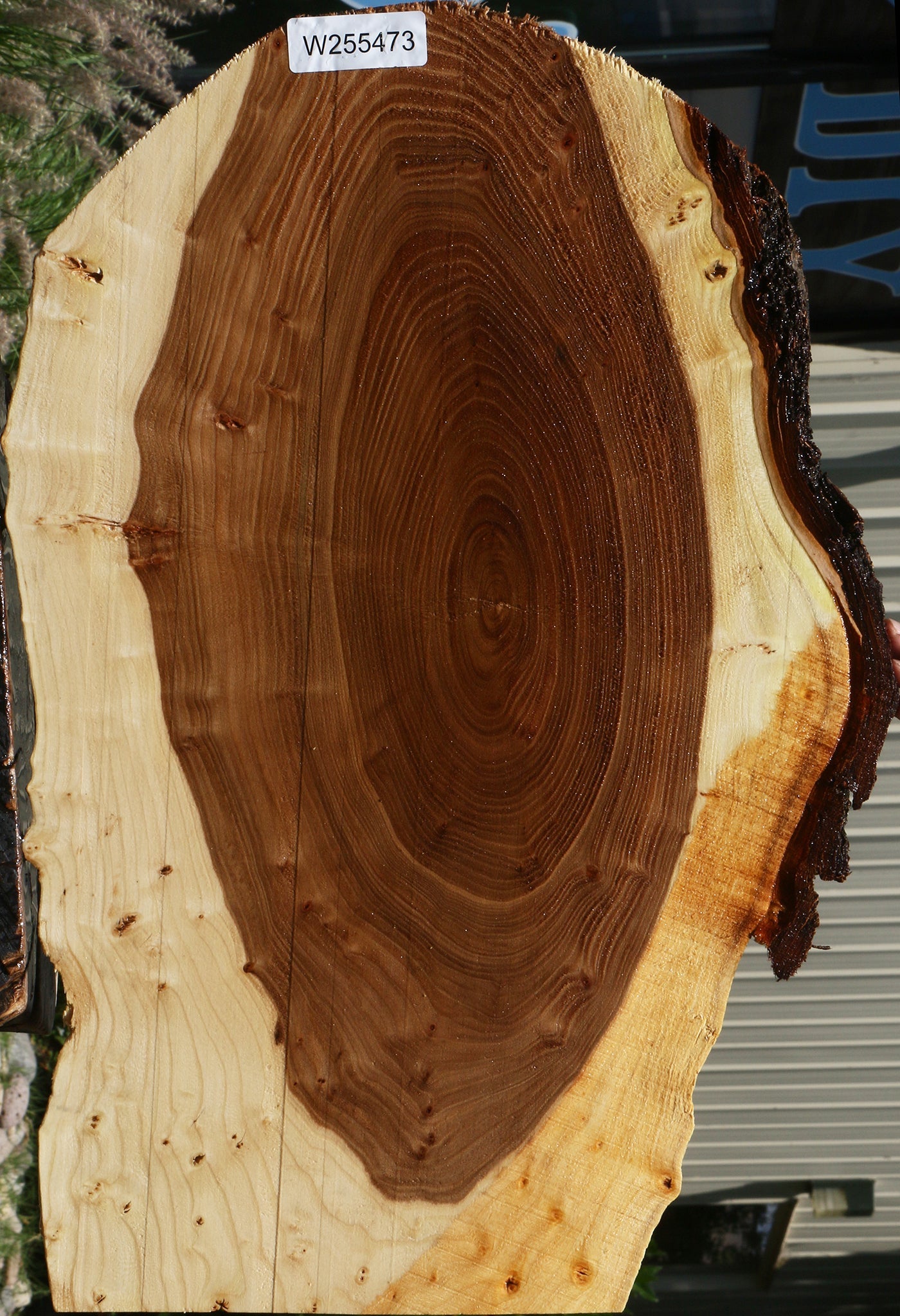 Figured Elm Cookie