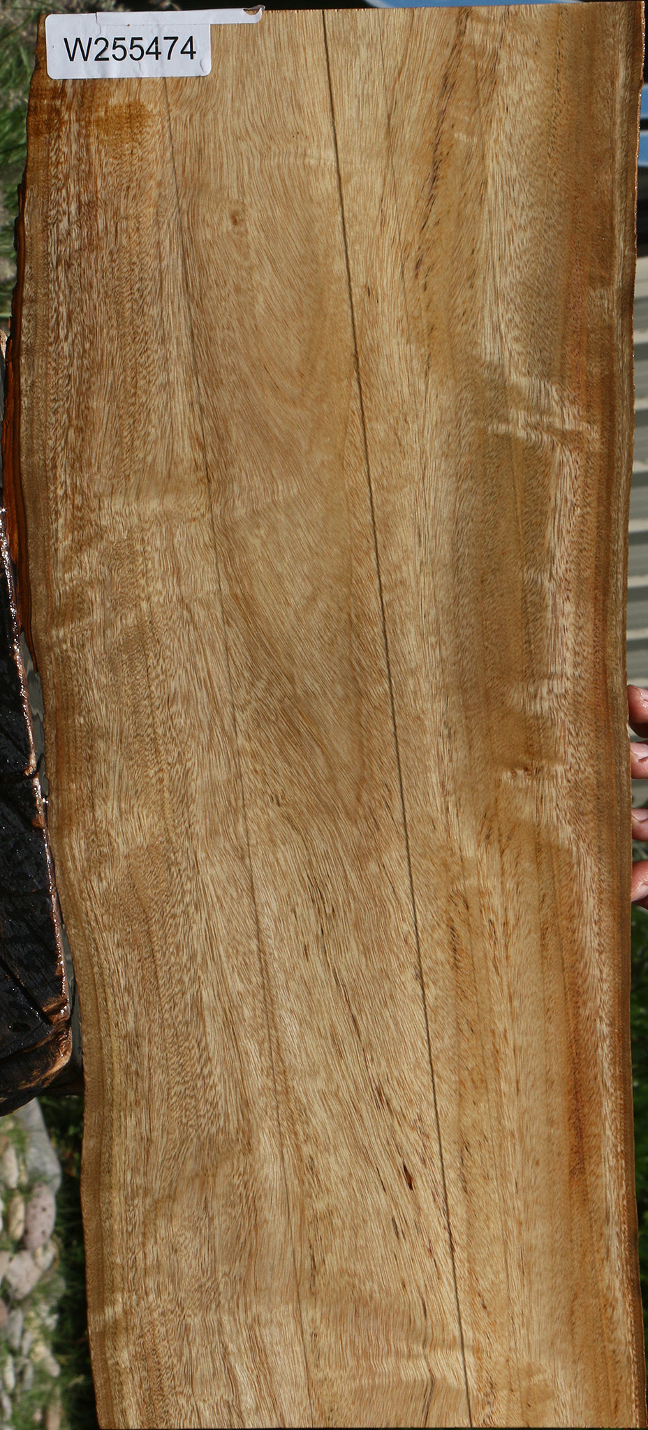 Camphor Live Edge Lumber