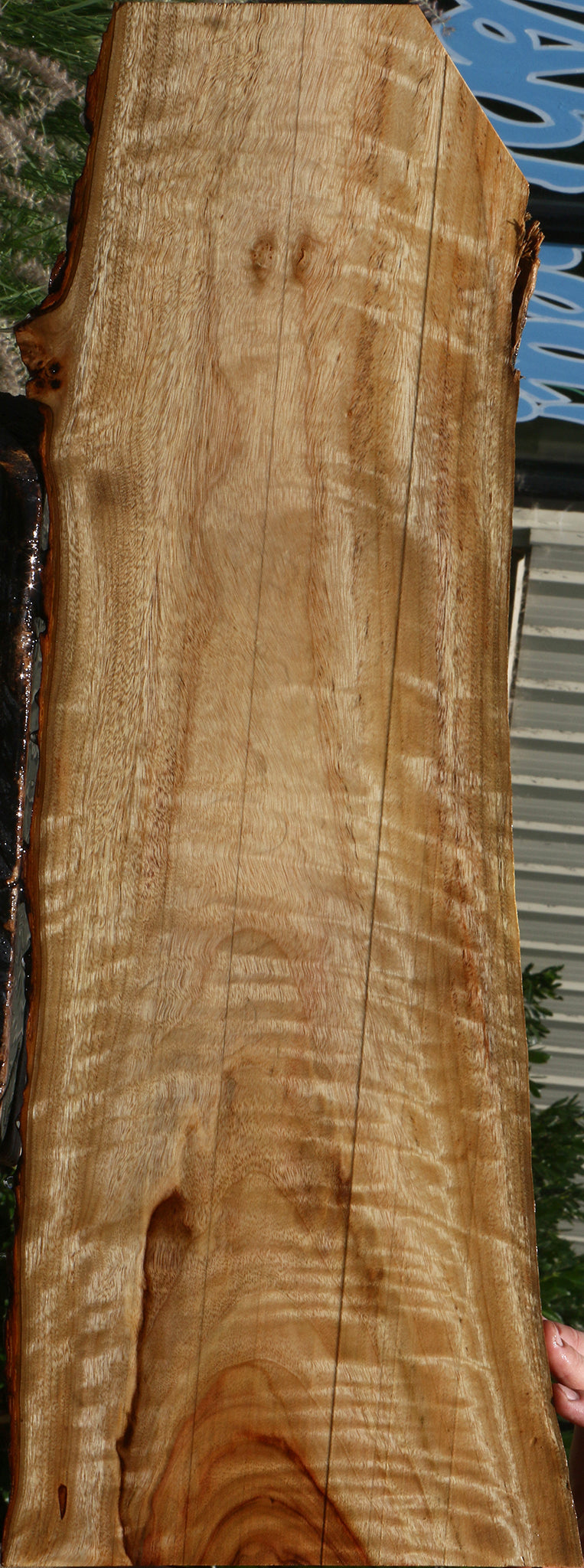 Extra Fancy Camphor Live Edge Lumber