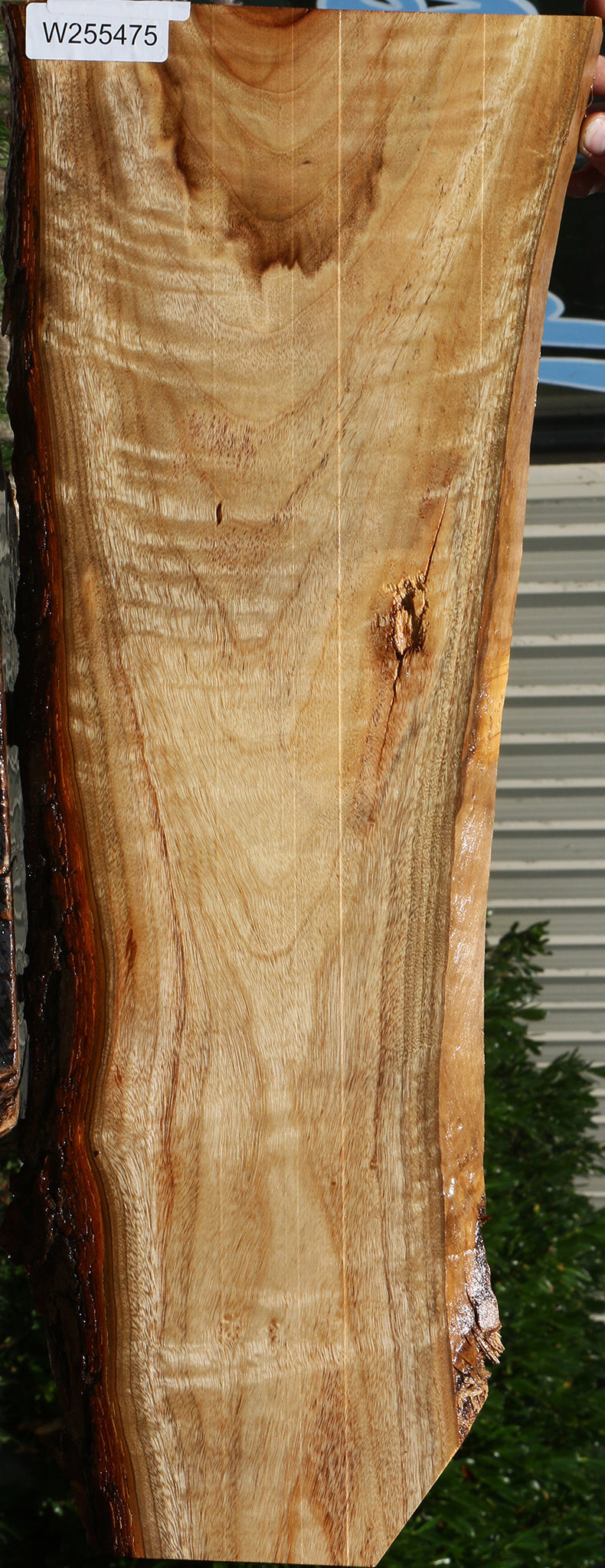 Extra Fancy Camphor Live Edge Lumber