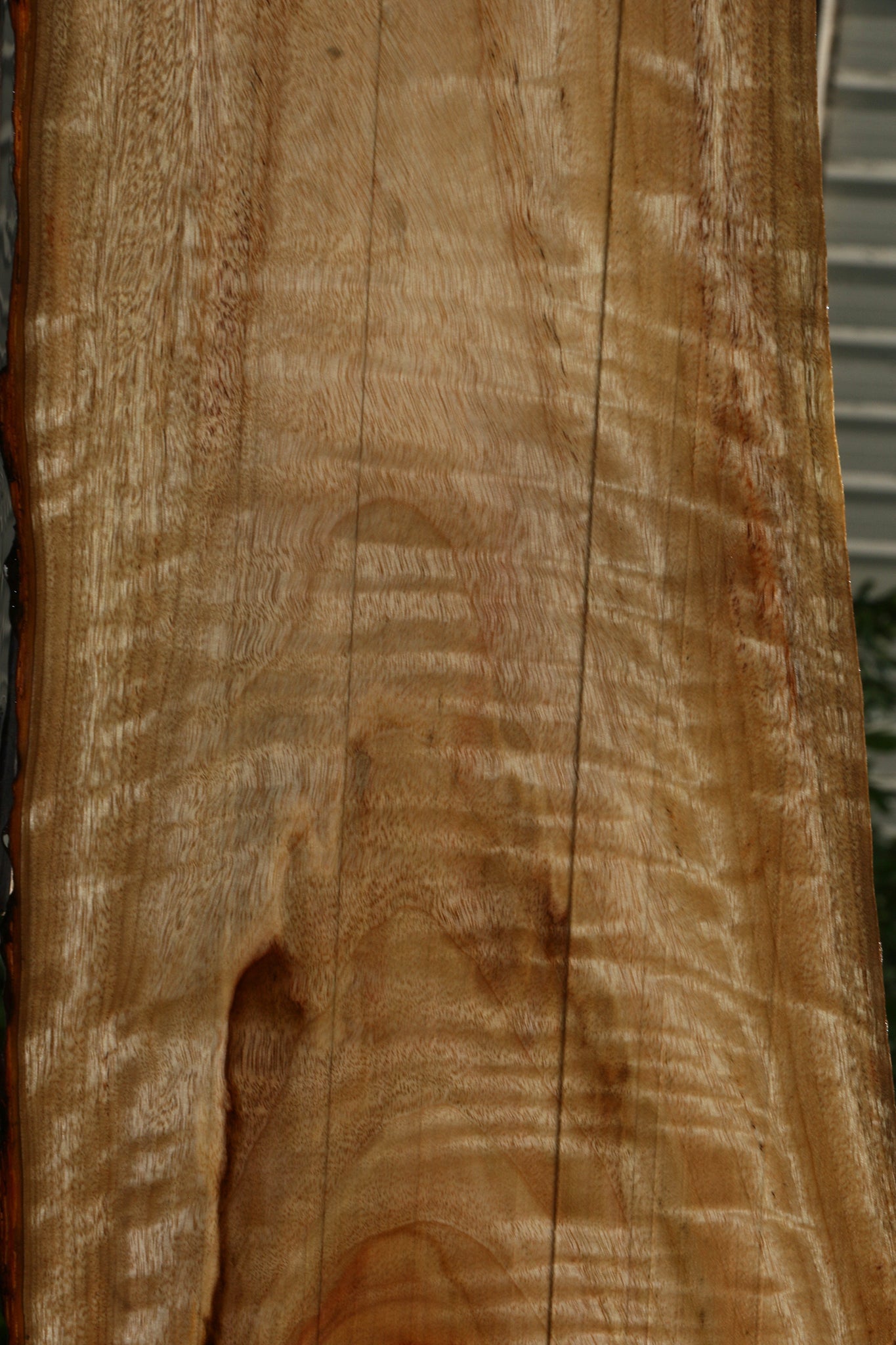 Extra Fancy Camphor Live Edge Lumber