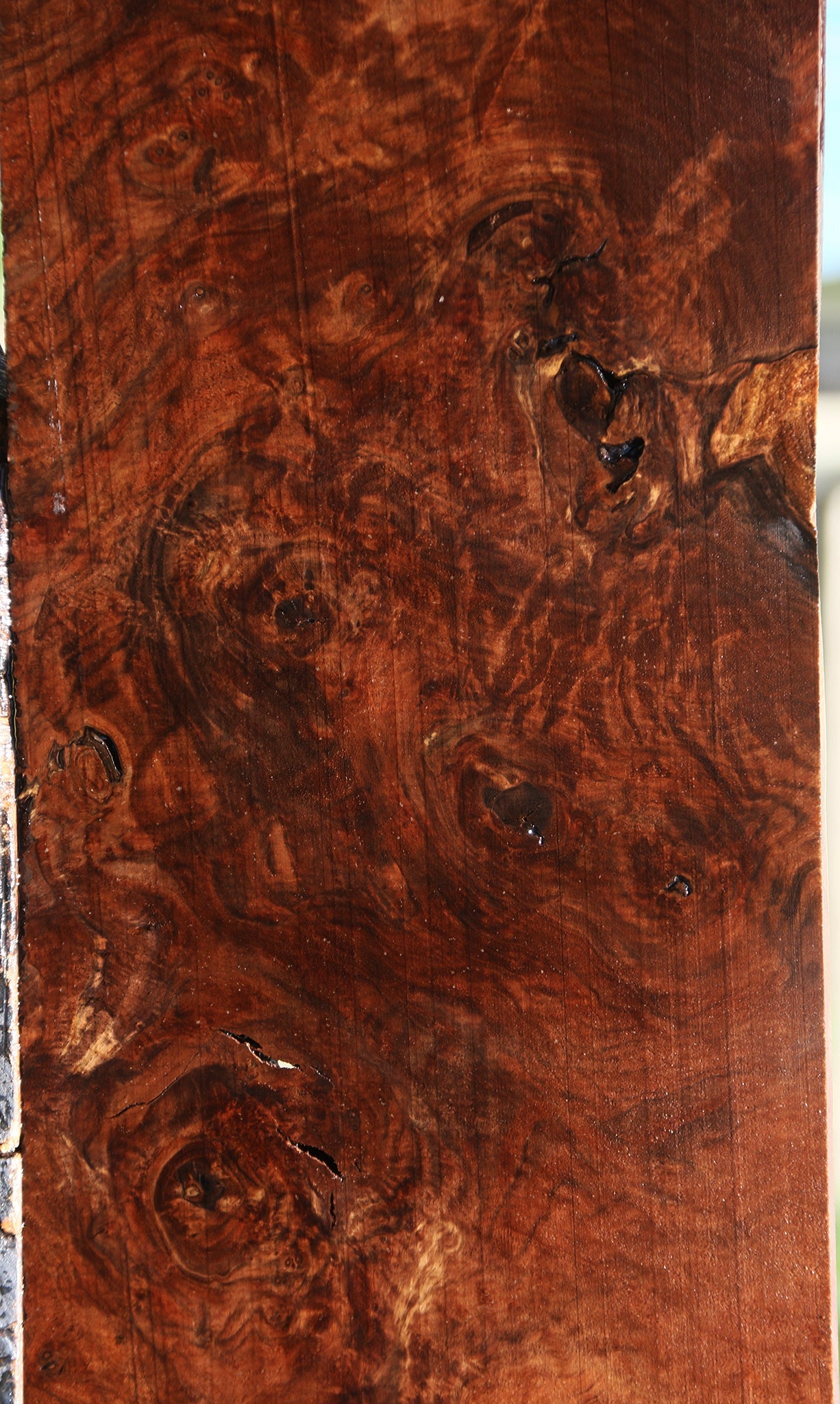 Rustic Claro Walnut Burl Micro Lumber