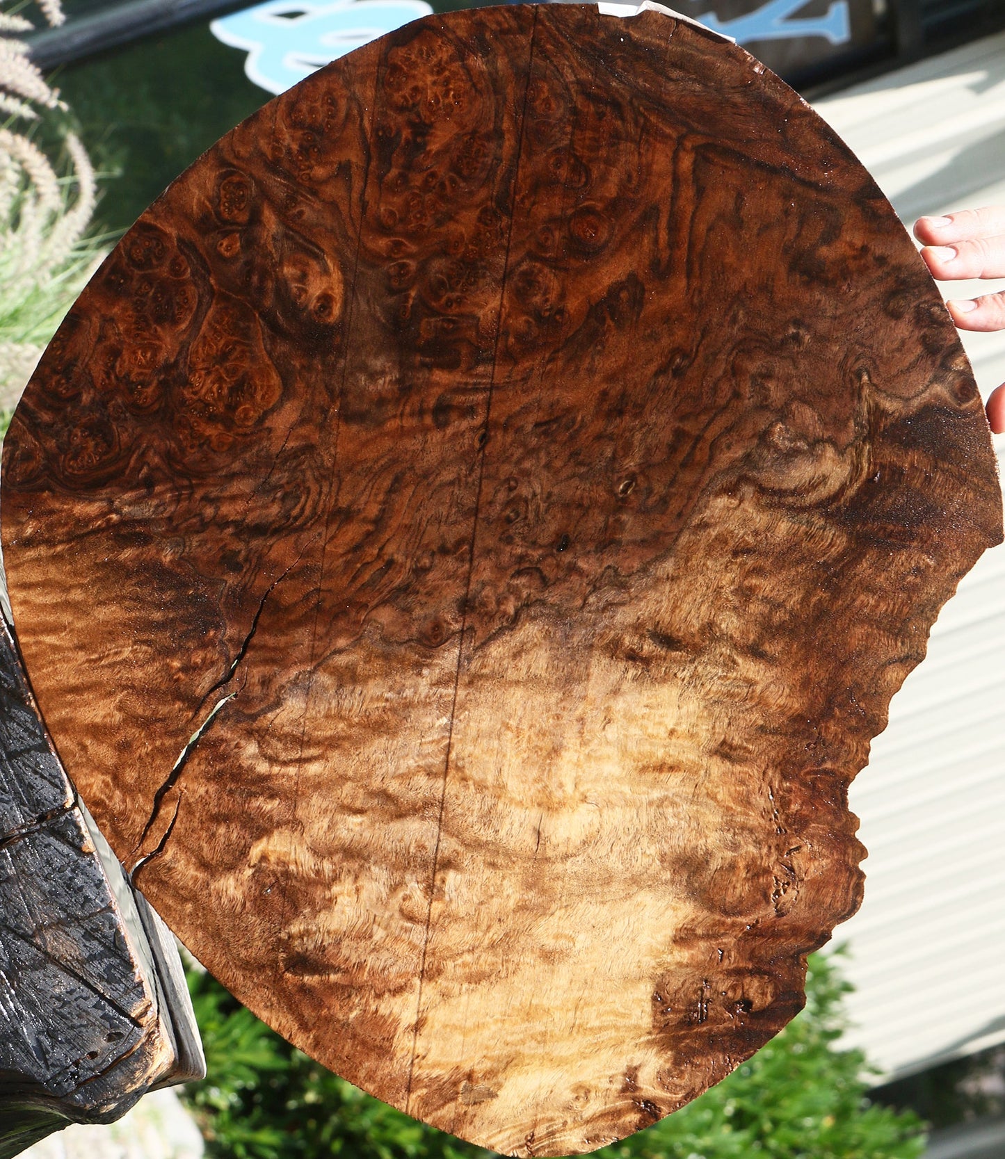 Rustic Claro Walnut Burl Cookie