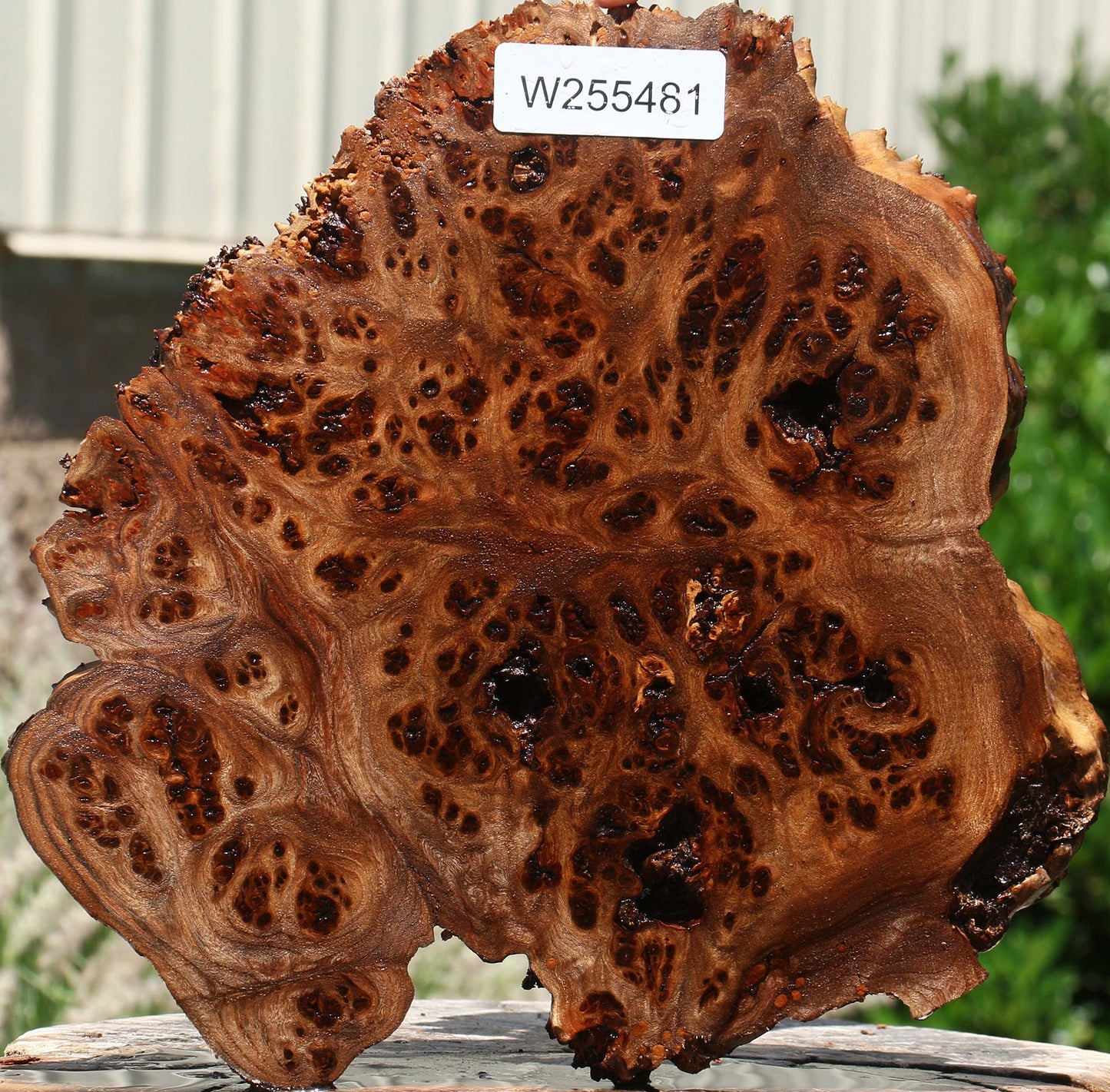 Rustic Elm Burl Cookie