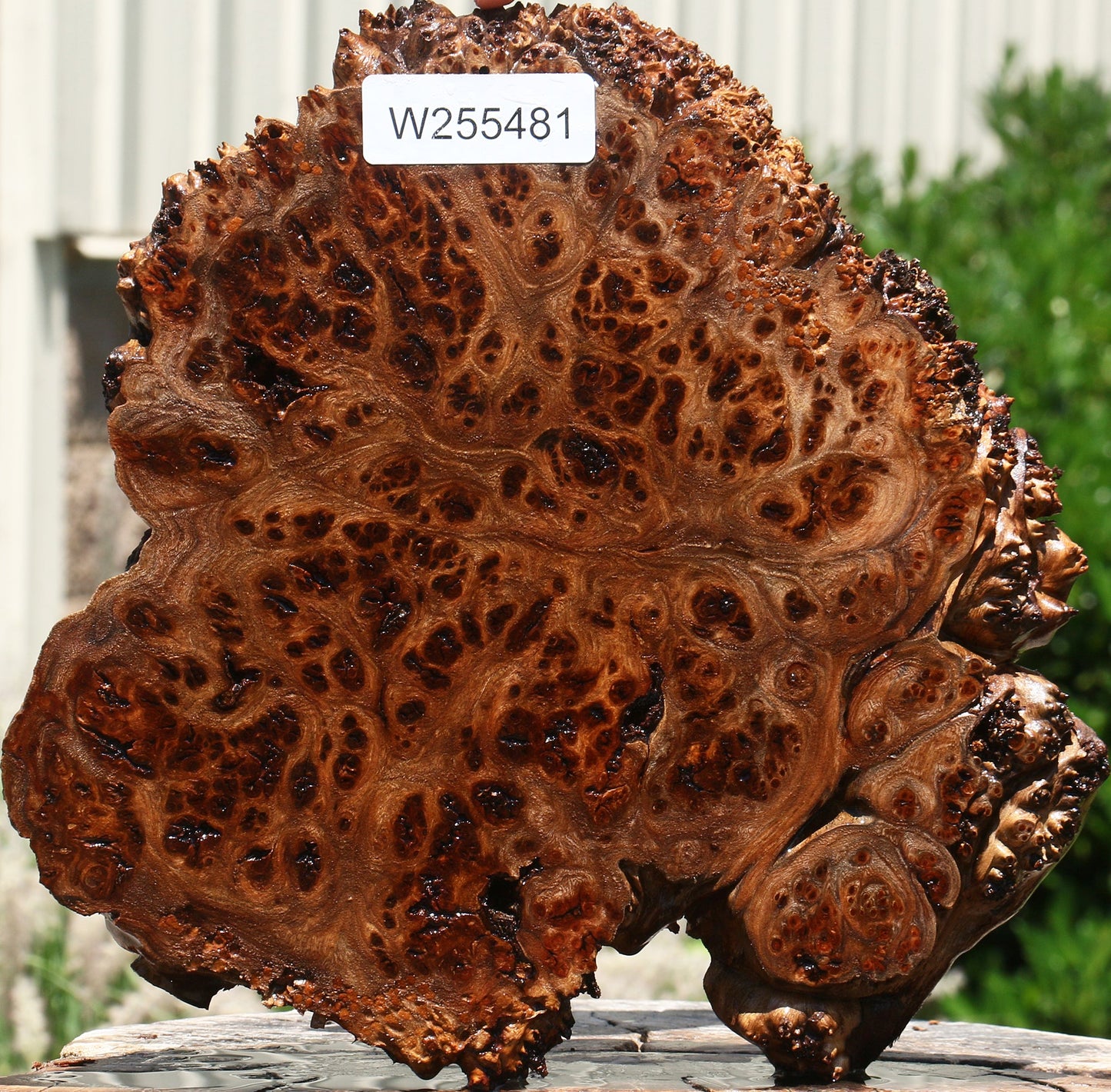 Rustic Elm Burl Cookie