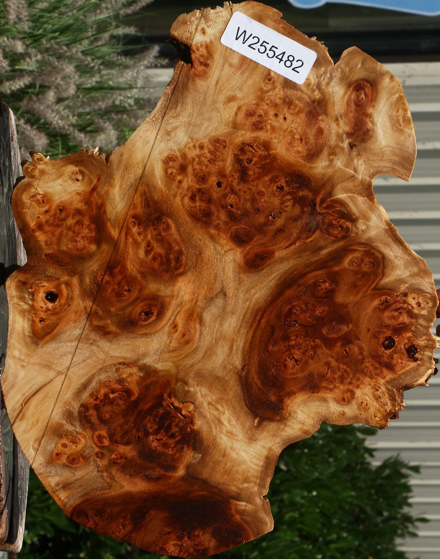 California Cottonwood Burl Cookie