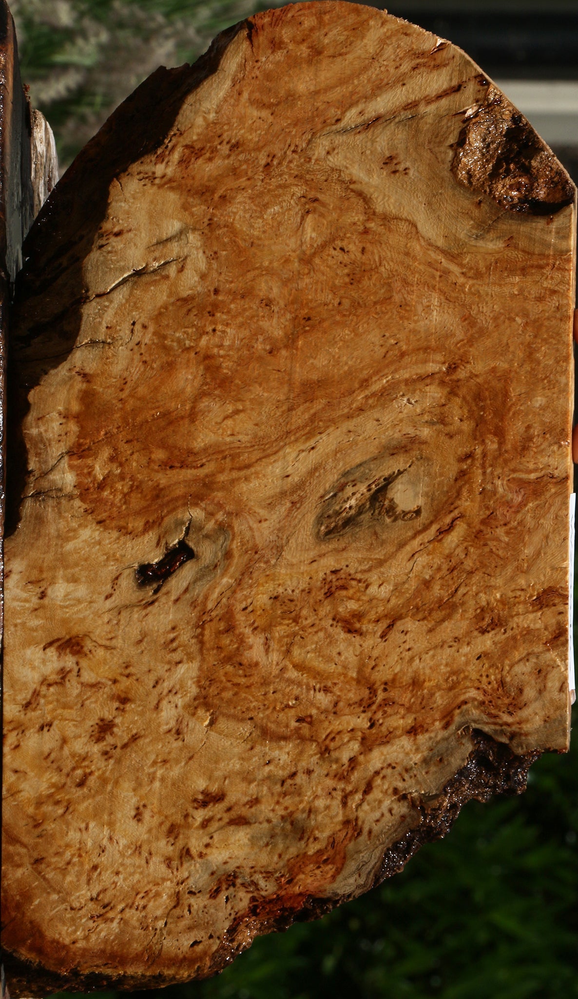 Carob Burl Live Edge Lumber