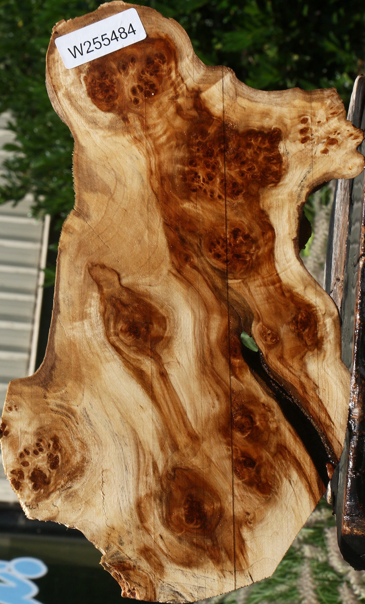 California Cottonwood Burl Cookie