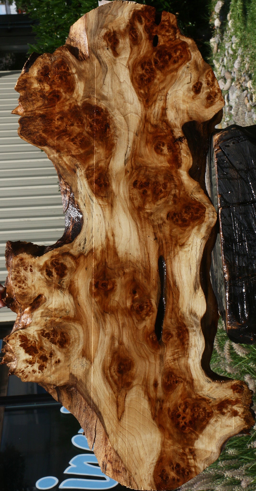 California Cottonwood Burl Cookie