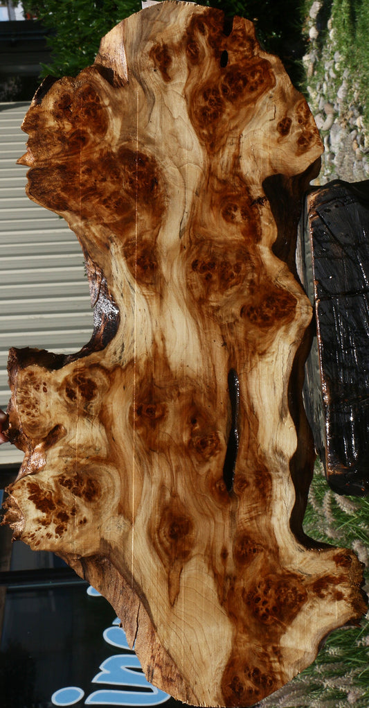 California Cottonwood Burl Cookie