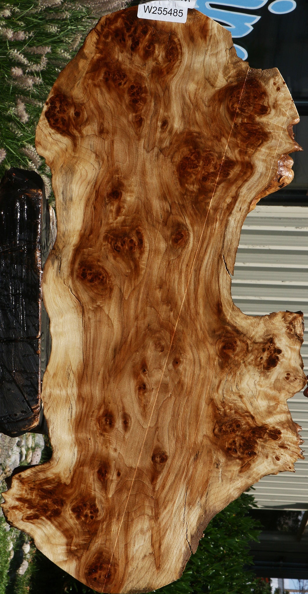 California Cottonwood Burl Cookie