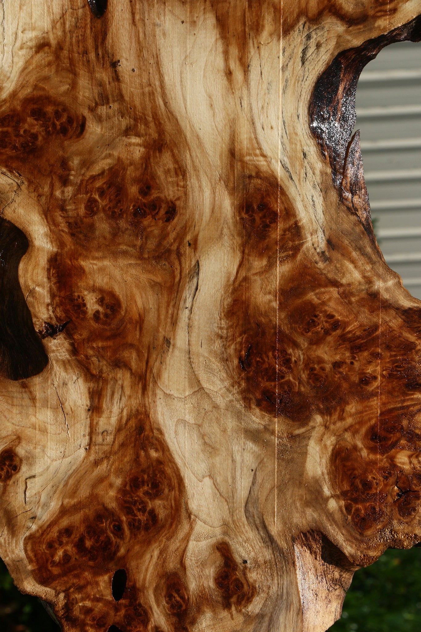 California Cottonwood Burl Cookie