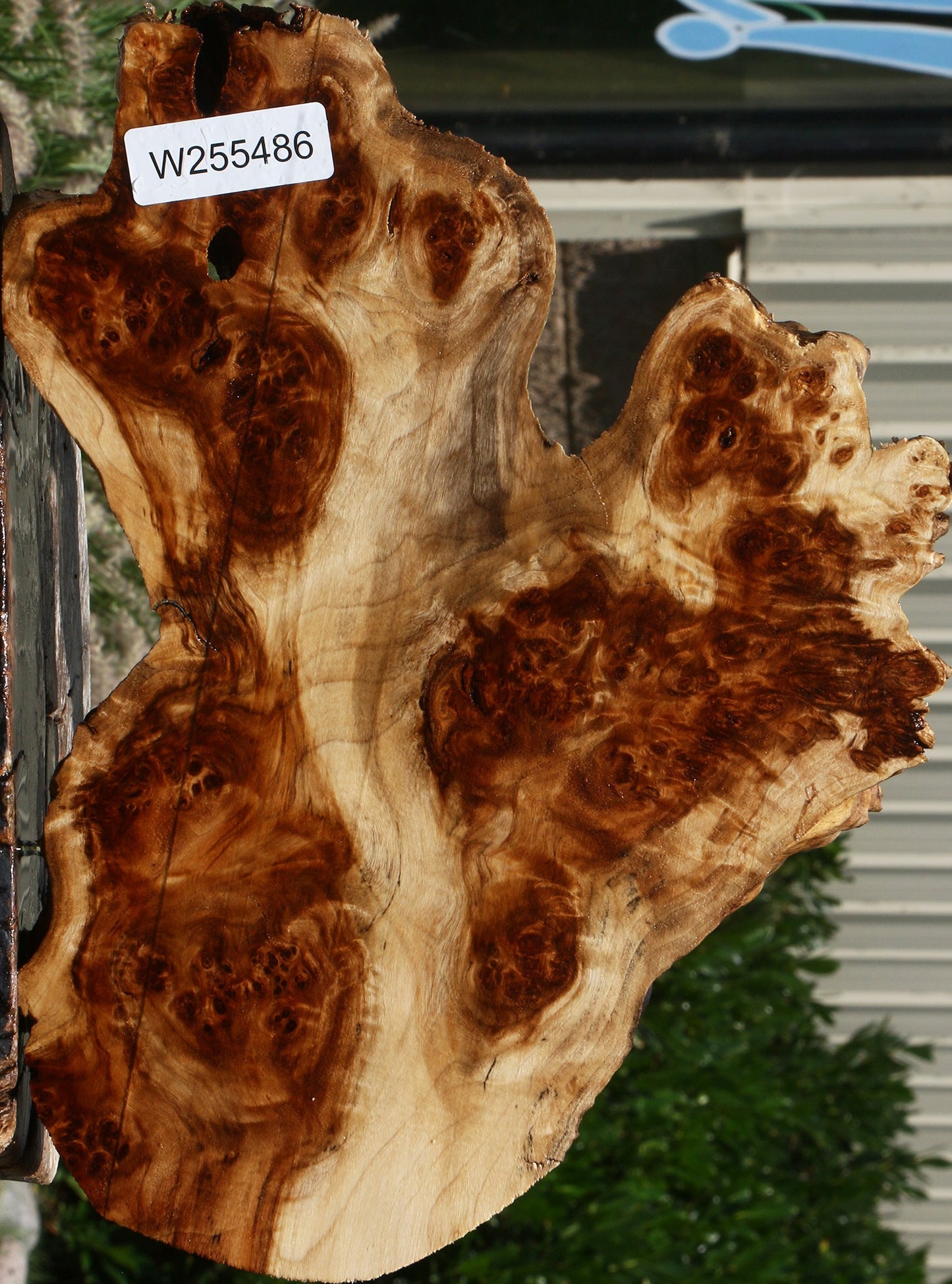 California Cottonwood Burl Cookie
